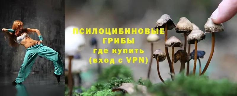 Галлюциногенные грибы Psilocybine cubensis  omg вход  Горбатов 